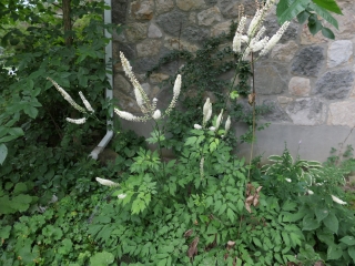 black cohosh